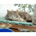 Hettie